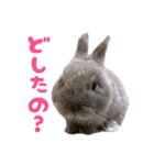 うさぎのはなちゃん【vol.1】（個別スタンプ：19）