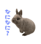 うさぎのはなちゃん【vol.1】（個別スタンプ：20）