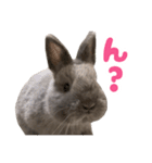うさぎのはなちゃん【vol.1】（個別スタンプ：22）