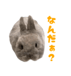 うさぎのはなちゃん【vol.1】（個別スタンプ：23）