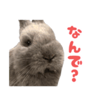 うさぎのはなちゃん【vol.1】（個別スタンプ：24）
