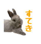 うさぎのはなちゃん【vol.1】（個別スタンプ：25）