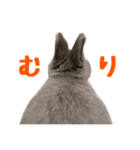 うさぎのはなちゃん【vol.1】（個別スタンプ：28）