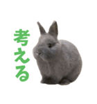 うさぎのはなちゃん【vol.1】（個別スタンプ：29）