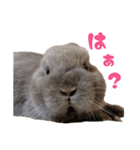 うさぎのはなちゃん【vol.1】（個別スタンプ：30）