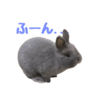 うさぎのはなちゃん【vol.1】（個別スタンプ：31）