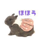 うさぎのはなちゃん【vol.1】（個別スタンプ：32）