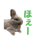 うさぎのはなちゃん【vol.1】（個別スタンプ：33）