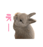 うさぎのはなちゃん【vol.1】（個別スタンプ：34）
