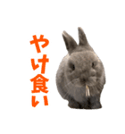 うさぎのはなちゃん【vol.1】（個別スタンプ：35）