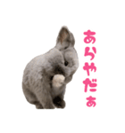 うさぎのはなちゃん【vol.1】（個別スタンプ：37）