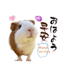 喬可栗的家51 Chocolin♡日本語＆台灣語♡（個別スタンプ：1）