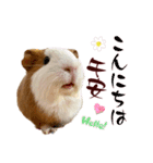 喬可栗的家51 Chocolin♡日本語＆台灣語♡（個別スタンプ：2）