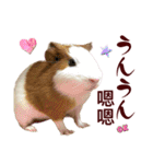 喬可栗的家51 Chocolin♡日本語＆台灣語♡（個別スタンプ：12）