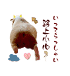 喬可栗的家51 Chocolin♡日本語＆台灣語♡（個別スタンプ：13）