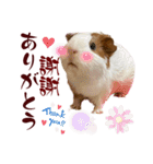喬可栗的家51 Chocolin♡日本語＆台灣語♡（個別スタンプ：16）
