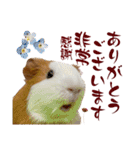 喬可栗的家51 Chocolin♡日本語＆台灣語♡（個別スタンプ：17）