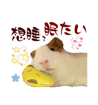 喬可栗的家51 Chocolin♡日本語＆台灣語♡（個別スタンプ：21）