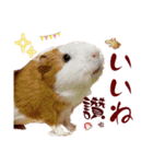 喬可栗的家51 Chocolin♡日本語＆台灣語♡（個別スタンプ：23）