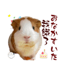 喬可栗的家51 Chocolin♡日本語＆台灣語♡（個別スタンプ：26）