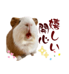喬可栗的家51 Chocolin♡日本語＆台灣語♡（個別スタンプ：29）