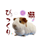 喬可栗的家51 Chocolin♡日本語＆台灣語♡（個別スタンプ：30）