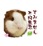 喬可栗的家51 Chocolin♡日本語＆台灣語♡（個別スタンプ：31）