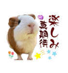 喬可栗的家51 Chocolin♡日本語＆台灣語♡（個別スタンプ：33）