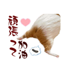 喬可栗的家51 Chocolin♡日本語＆台灣語♡（個別スタンプ：35）