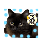 黒猫 ルナ院長125にゃんめ（個別スタンプ：6）