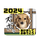 くるみちゃん2024  その1（個別スタンプ：1）