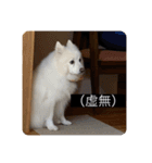 実写版はかせ君（字幕付き）（個別スタンプ：3）
