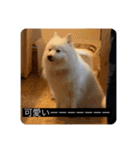 実写版はかせ君（字幕付き）（個別スタンプ：4）