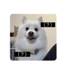 実写版はかせ君（字幕付き）（個別スタンプ：5）