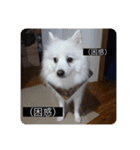 実写版はかせ君（字幕付き）（個別スタンプ：7）