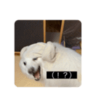 実写版はかせ君（字幕付き）（個別スタンプ：8）