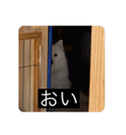 実写版はかせ君（字幕付き）（個別スタンプ：9）