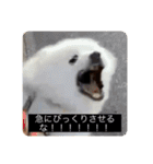 実写版はかせ君（字幕付き）（個別スタンプ：10）
