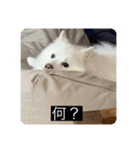 実写版はかせ君（字幕付き）（個別スタンプ：11）