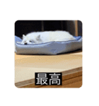 実写版はかせ君（字幕付き）（個別スタンプ：12）