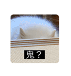 実写版はかせ君（字幕付き）（個別スタンプ：13）