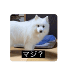 実写版はかせ君（字幕付き）（個別スタンプ：14）