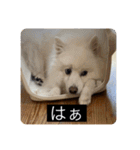 実写版はかせ君（字幕付き）（個別スタンプ：15）