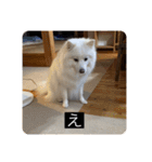 実写版はかせ君（字幕付き）（個別スタンプ：17）