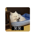 実写版はかせ君（字幕付き）（個別スタンプ：18）