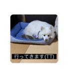 実写版はかせ君（字幕付き）（個別スタンプ：19）