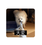 実写版はかせ君（字幕付き）（個別スタンプ：20）