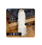 実写版はかせ君（字幕付き）（個別スタンプ：21）