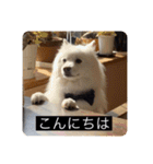 実写版はかせ君（字幕付き）（個別スタンプ：22）