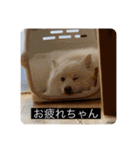 実写版はかせ君（字幕付き）（個別スタンプ：23）
